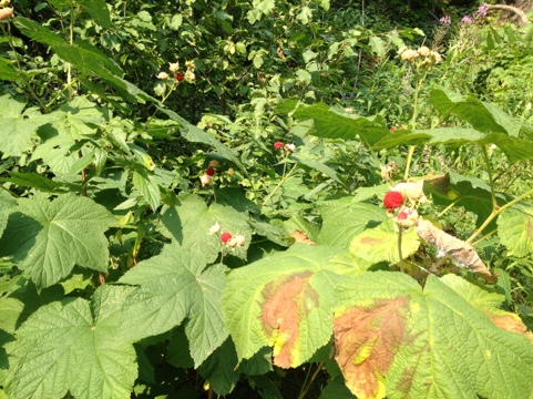 20120824-143559.jpg